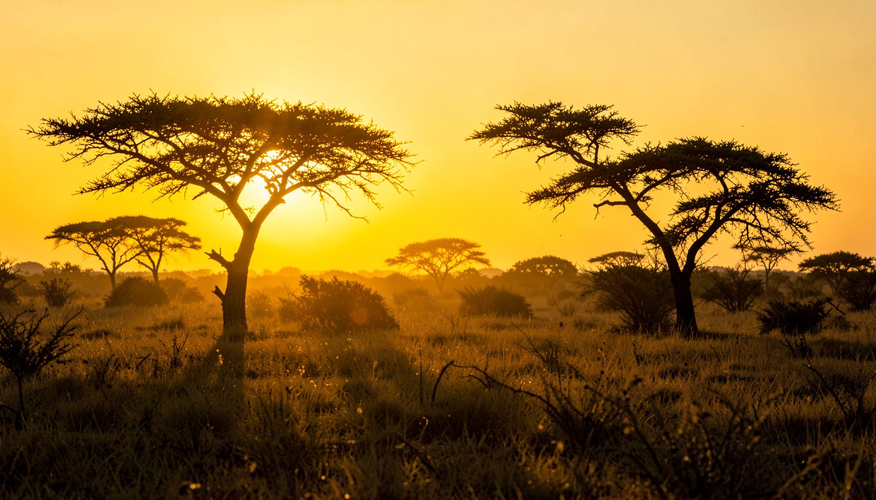 Warm golden-hour photograph of an open savannah landscape at dusk, with acacia silhouettes against a glowing amber sky, conveying hope and expansive possibility